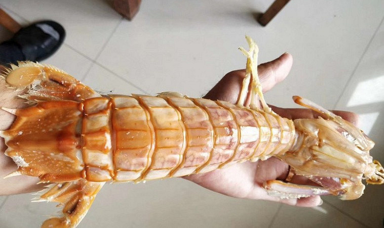 罕见台州网友吃的皮皮虾跟手臂那么粗480块一斤价格不菲