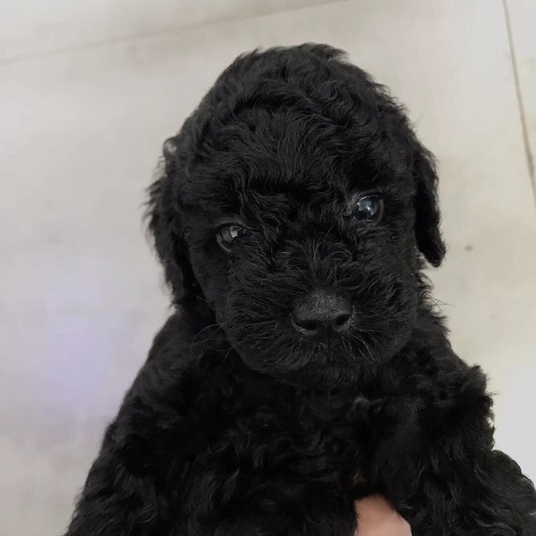 ������ɫС̩��