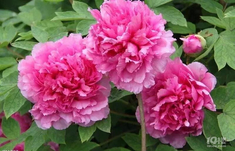 花好月圆人团圆祝大家中秋节快乐