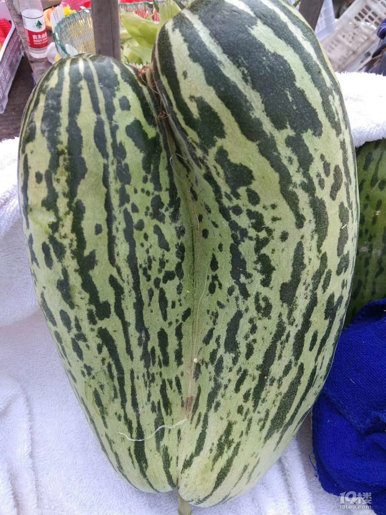 随手拍双胞胎田瓜