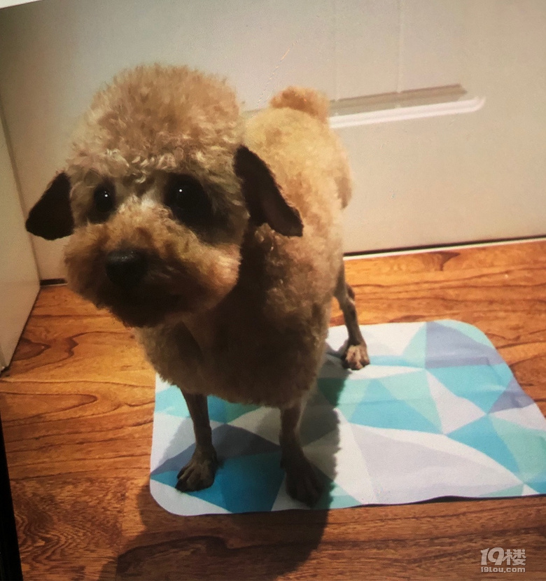 我家泰迪新发型