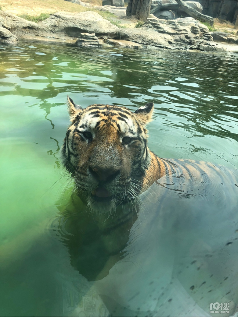 【旅游日记No.37】+福清永鸿野生动物园