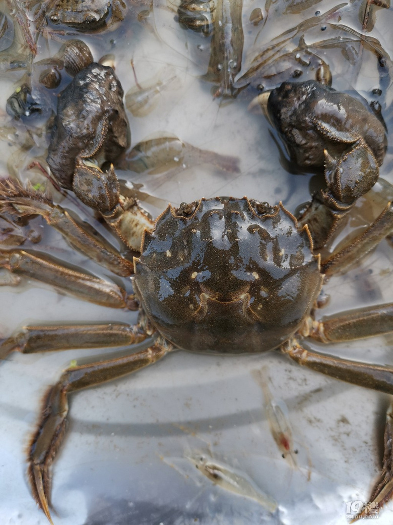 随手拍长大河里抓的大闸蟹野生的吗