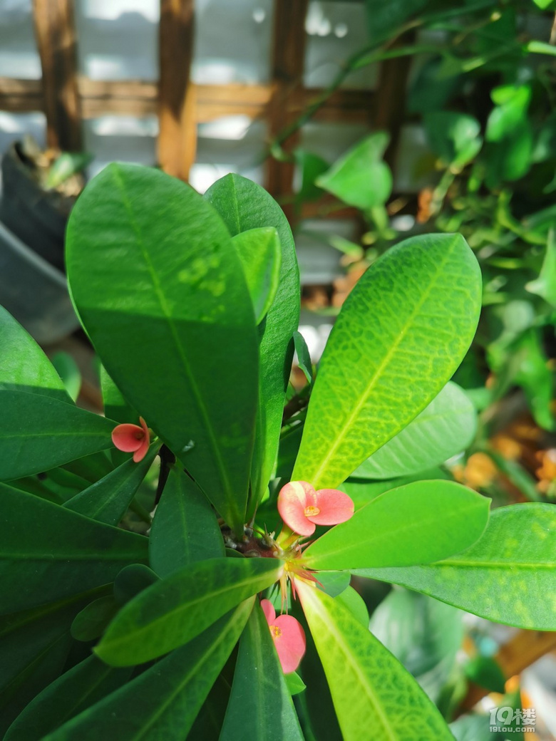 花花草草晒太阳