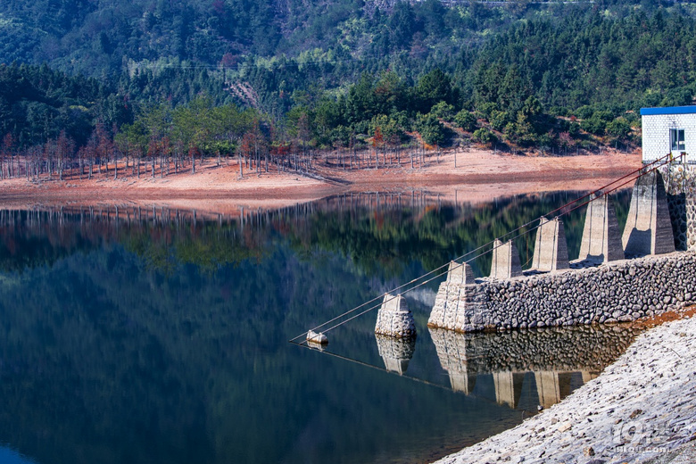 仙居郑桥水库也有红树林