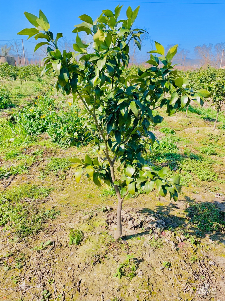 出售红美人4年柑橘树