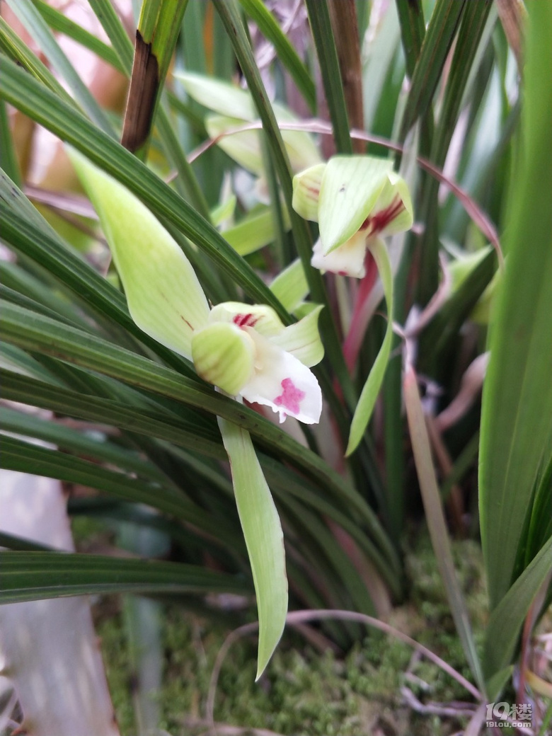 我的兰花开花好不好看