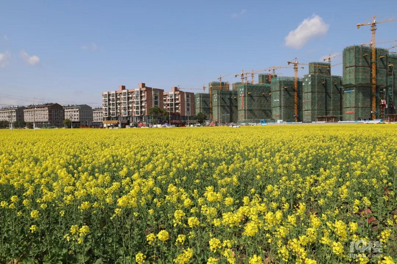 美温岭横峰街道这个地方有200亩油菜花正盛开