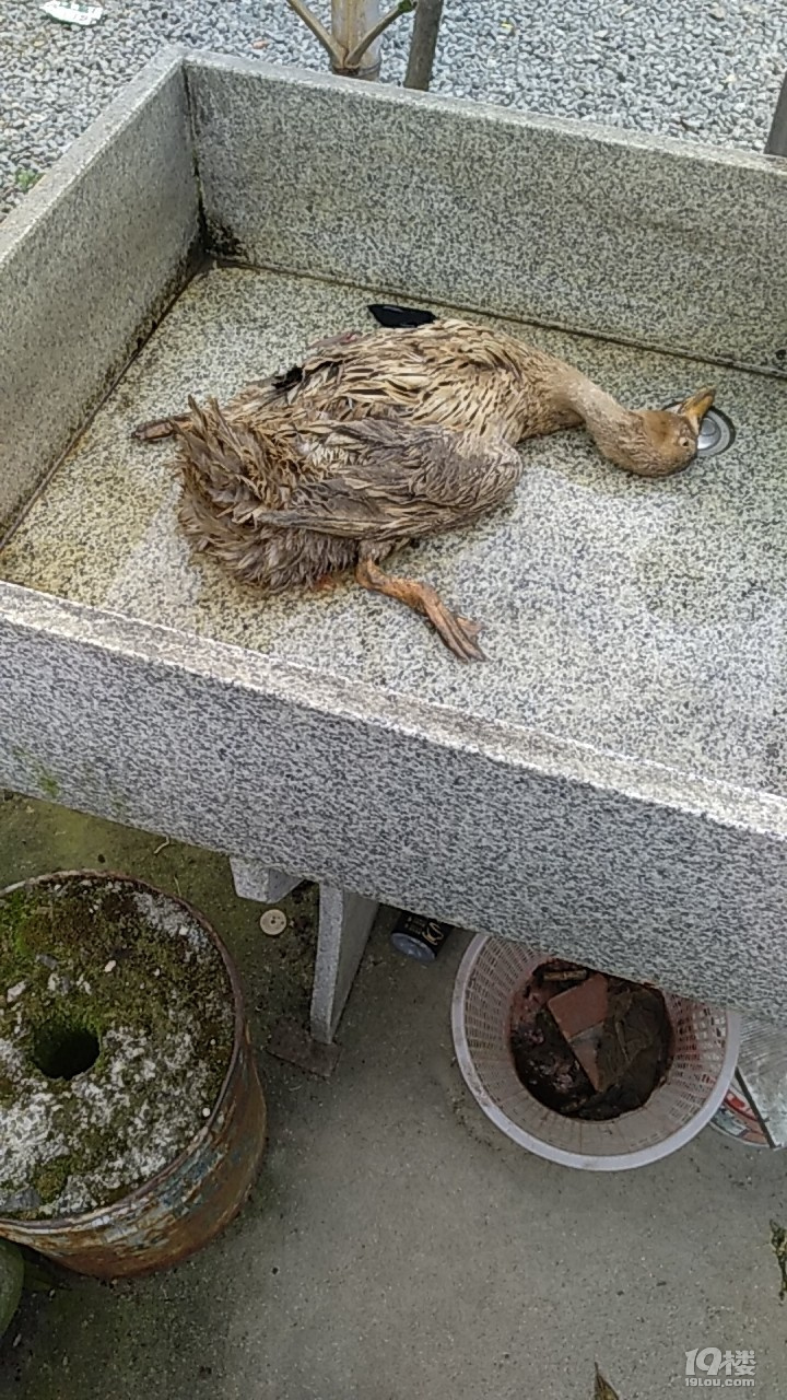 被狗咬了鸭子能煮了吃吗狂灭犬病毒100度高压锅够吗