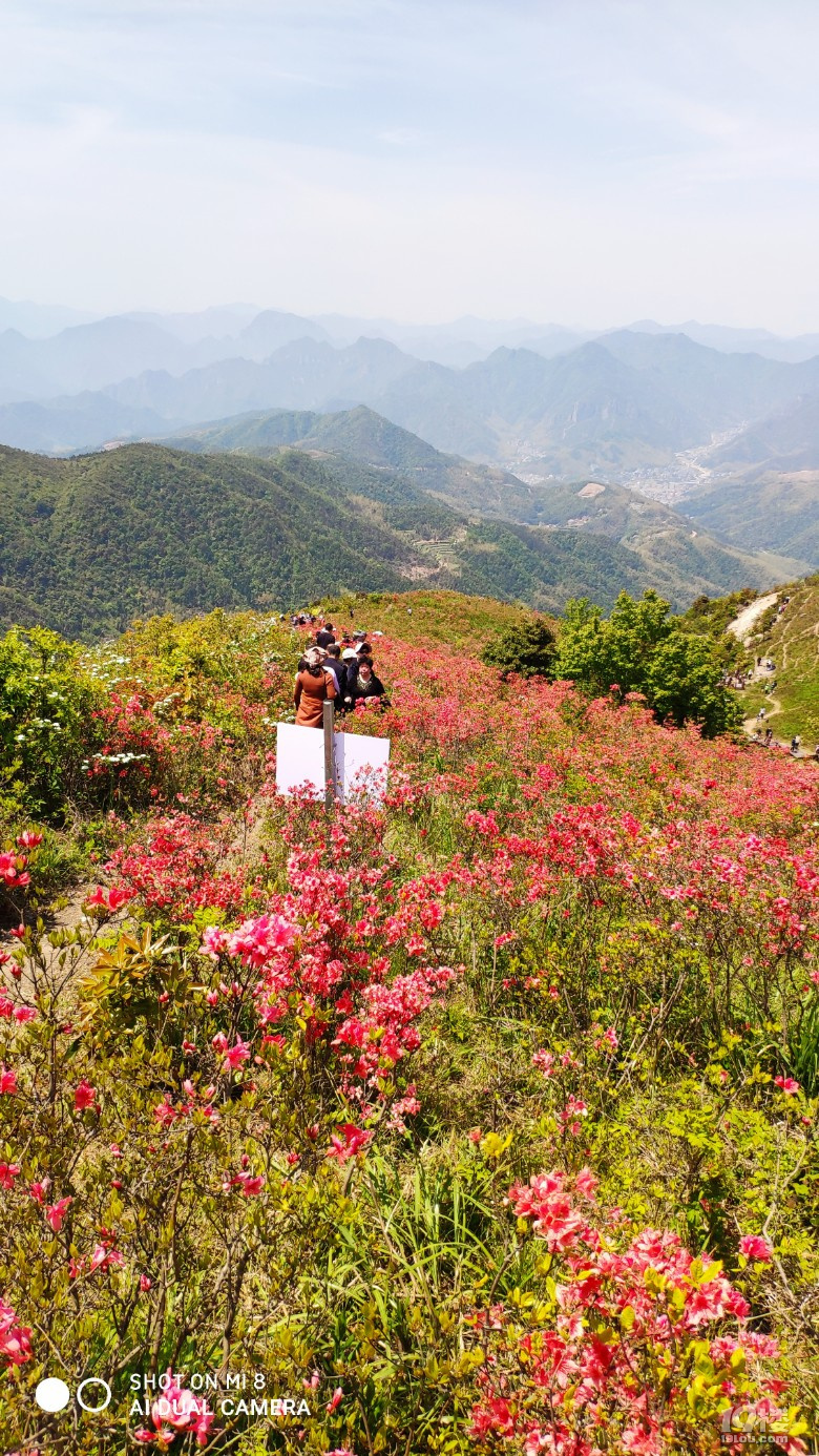 太湖山杜鹃花地址图片