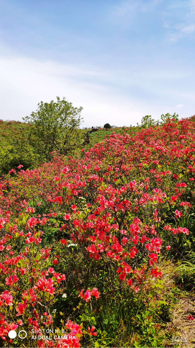 四月太湖山的紅杜鵑