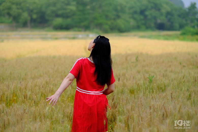 麥田背影