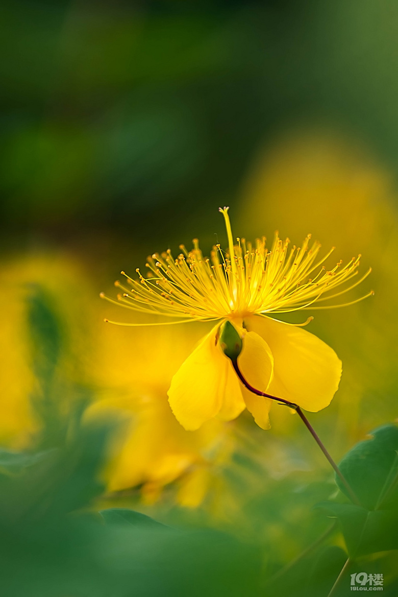 心花绽放