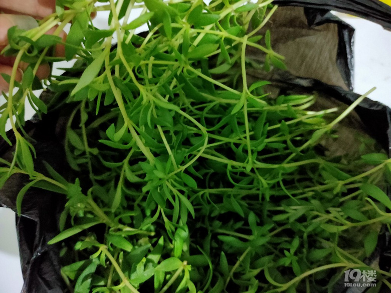 私房美食no43垂盆草炒鸡蛋