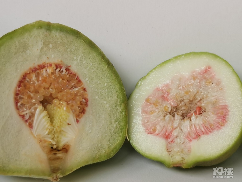 薜荔果和无花果