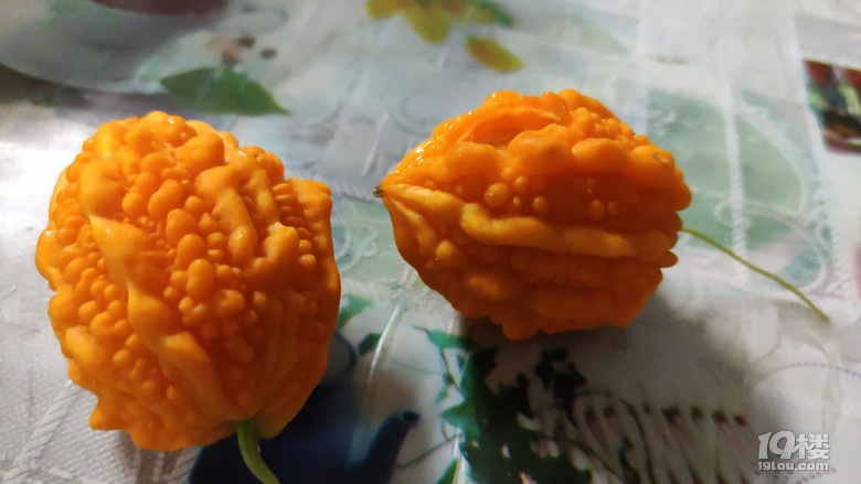 港港厢荔枝瓜吃起来没有小时候的味道了