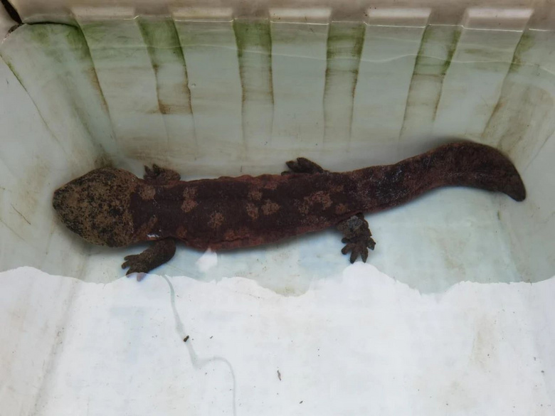 刚刚浙江一村民进山发现1米长怪物一查竟是