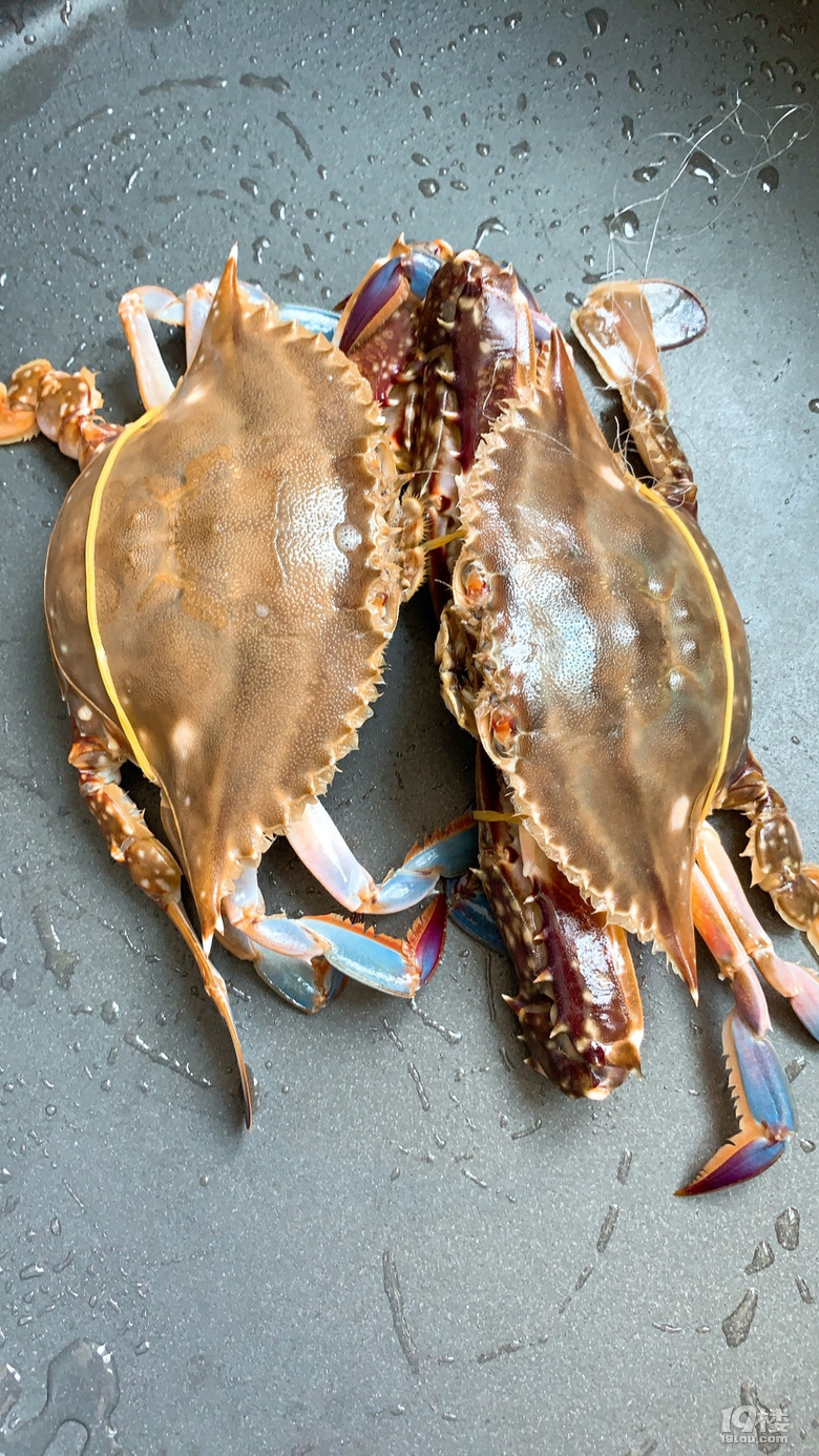 干蒸棱子蟹提前品尝鲜活梭子蟹多数地区