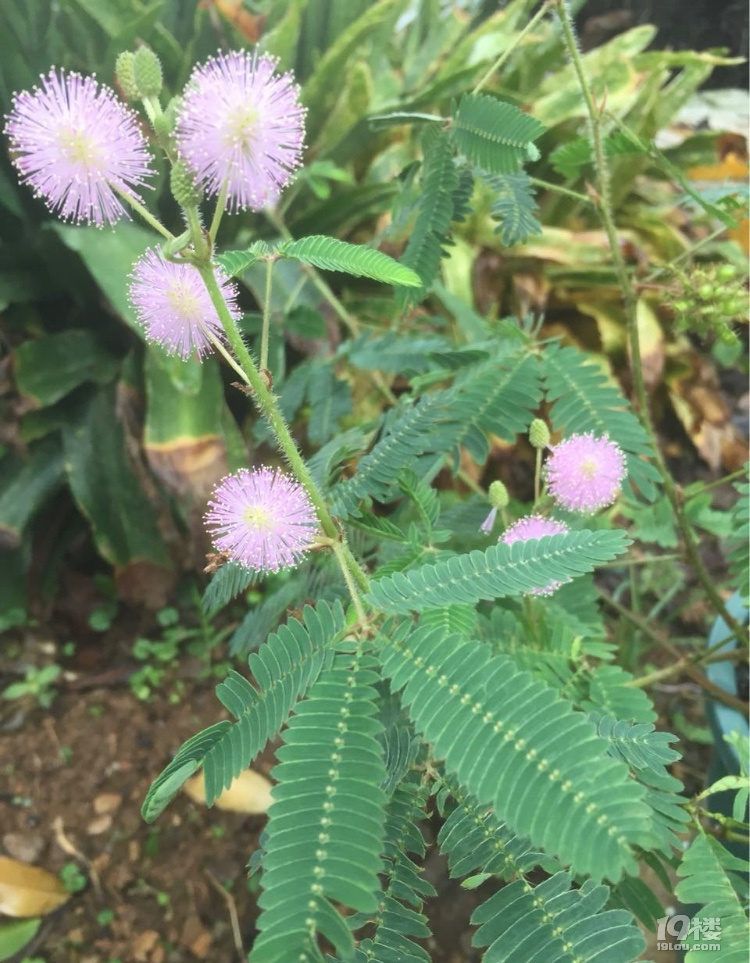 隨手拍含羞草開花好漂亮這個土話怎麼叫