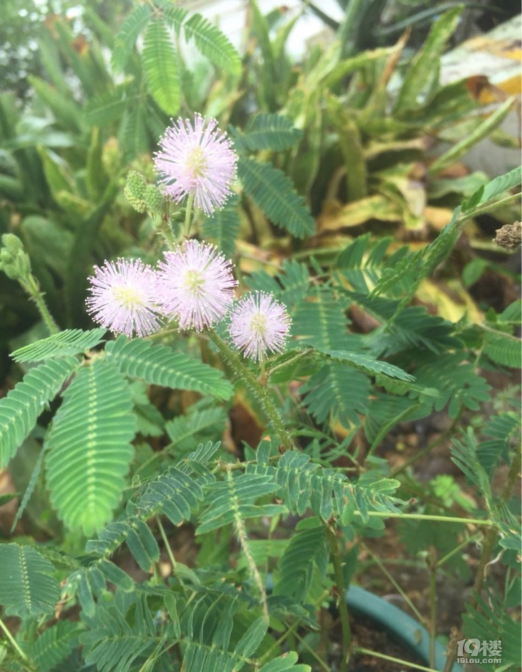 隨手拍含羞草開花好漂亮這個土話怎麼叫