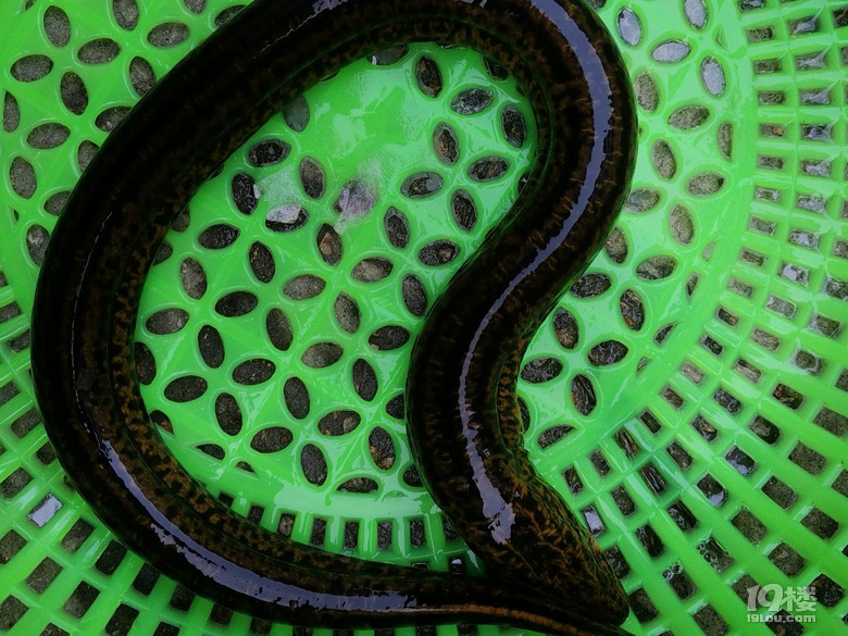 随手拍抓了条黑黄相间的花黄鳝有点吓人