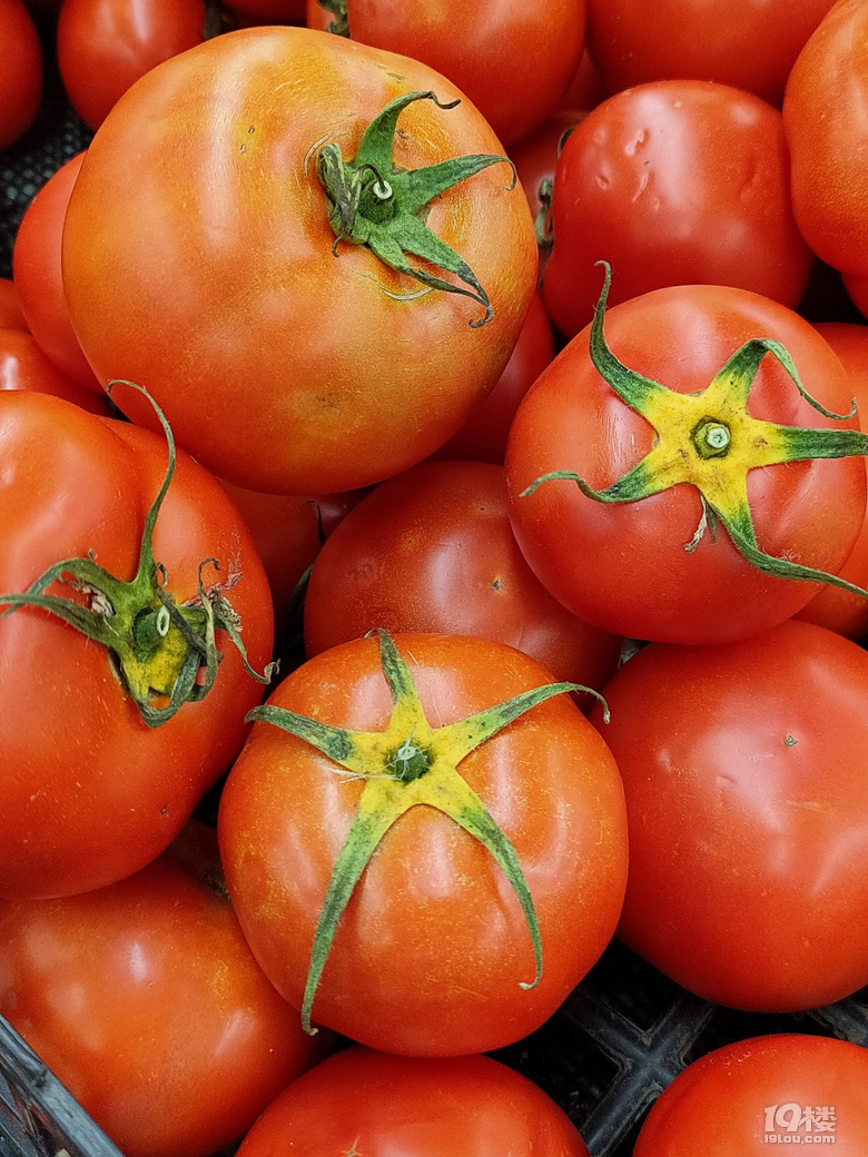 随手拍黄金蒂西红柿