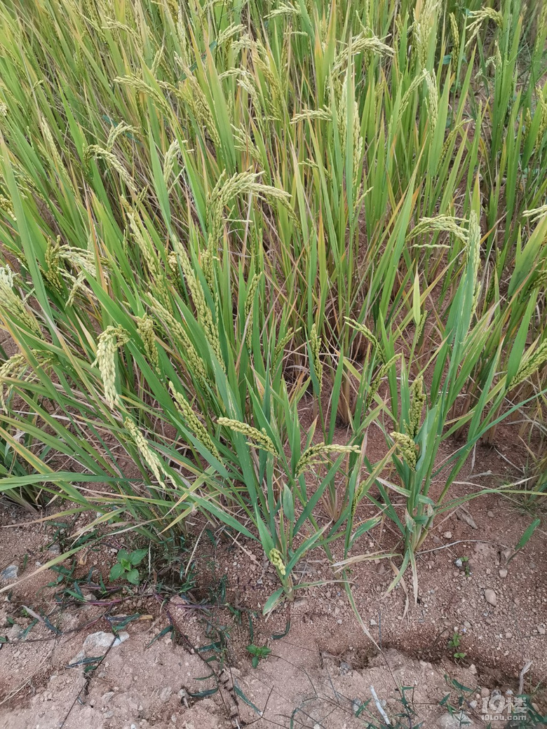 随手拍山坡上的旱地水稻产量不高嘛