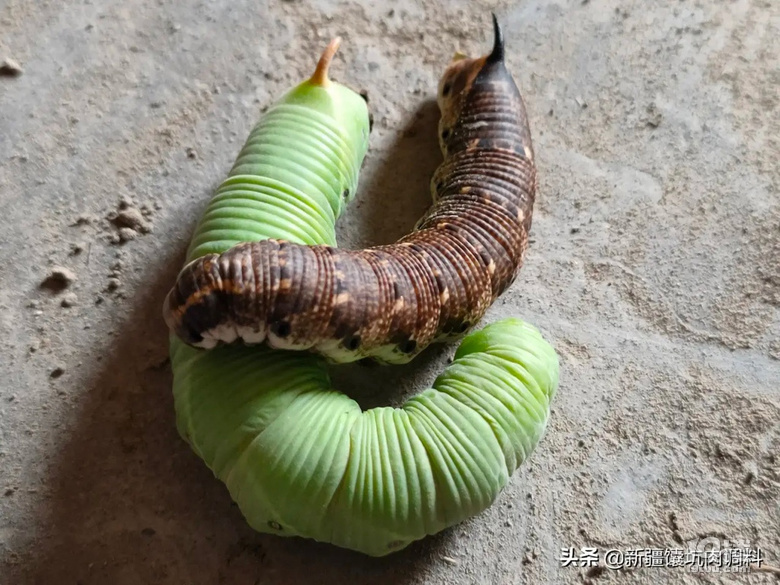 细长像蛇的虫子图片