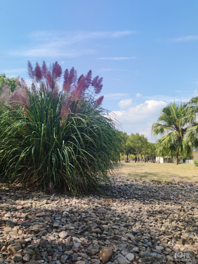 台州彩色芦苇20201027永宁江公园