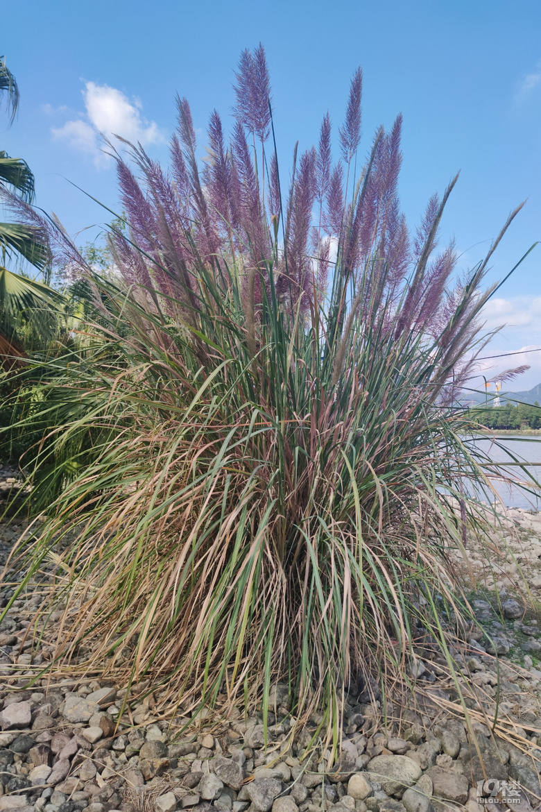 台州彩色芦苇20201027永宁江公园