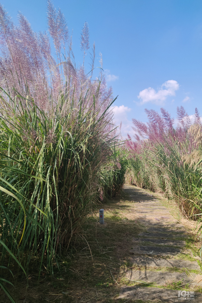 台州彩色芦苇20201027永宁江公园