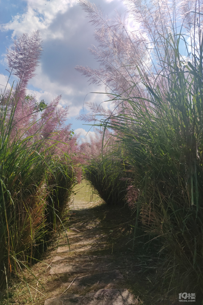 台州彩色芦苇20201027永宁江公园