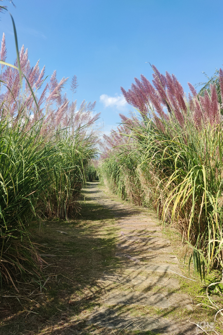 台州彩色芦苇20201027永宁江公园