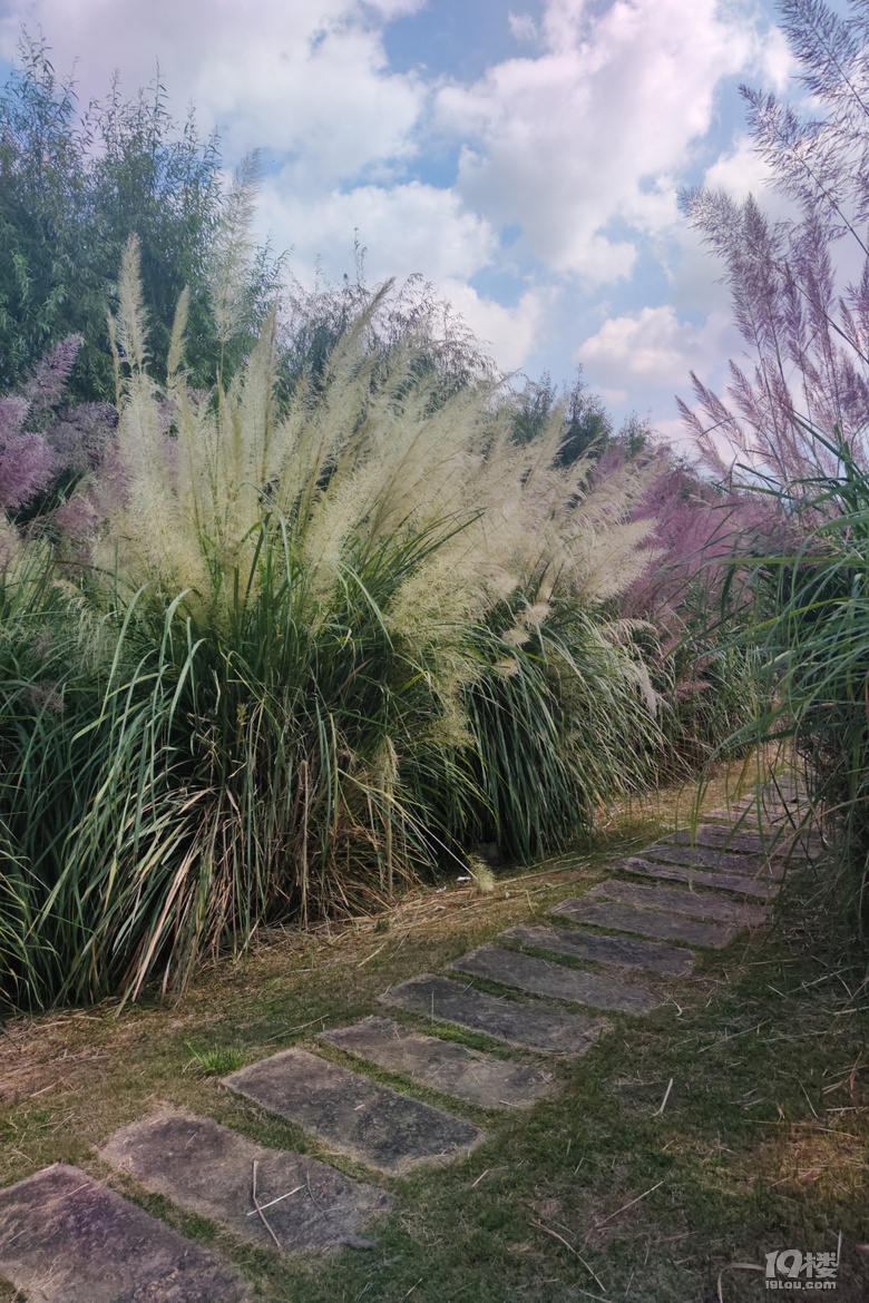 台州彩色芦苇20201027永宁江公园