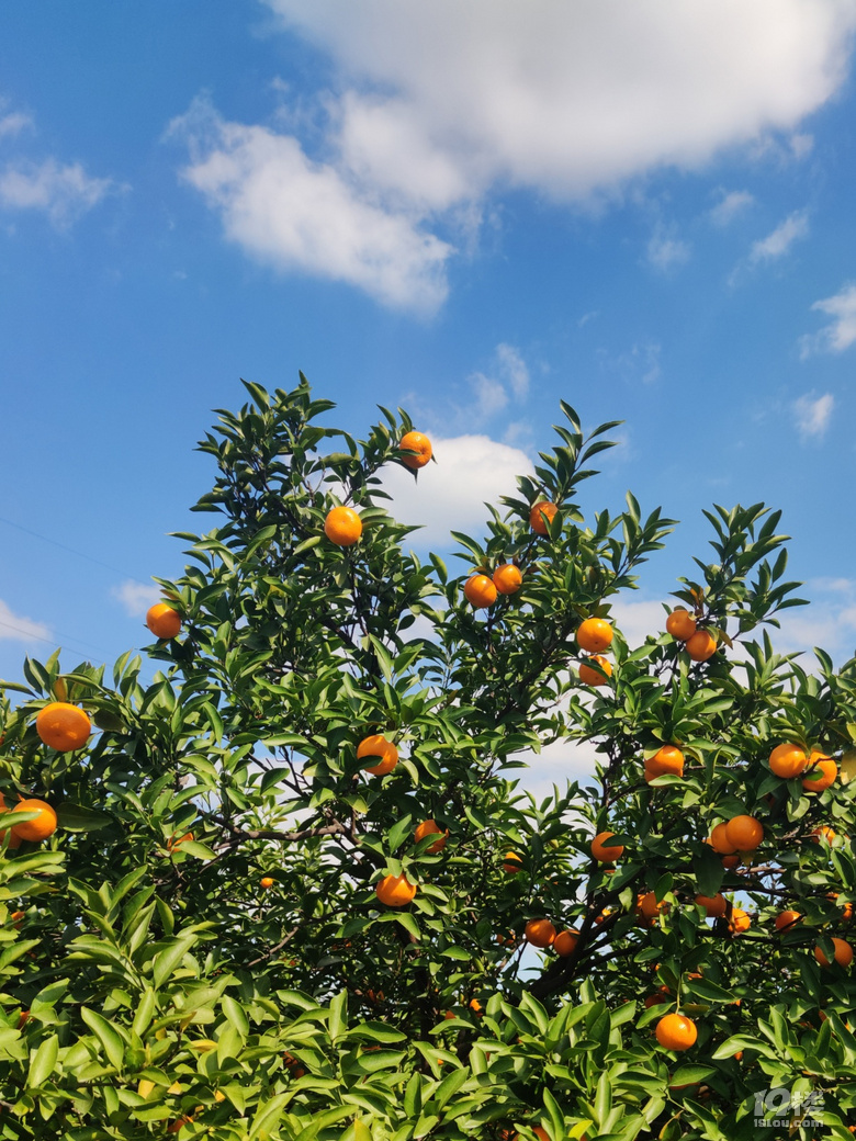 台州本地早橘20201110永宁江柑橘园