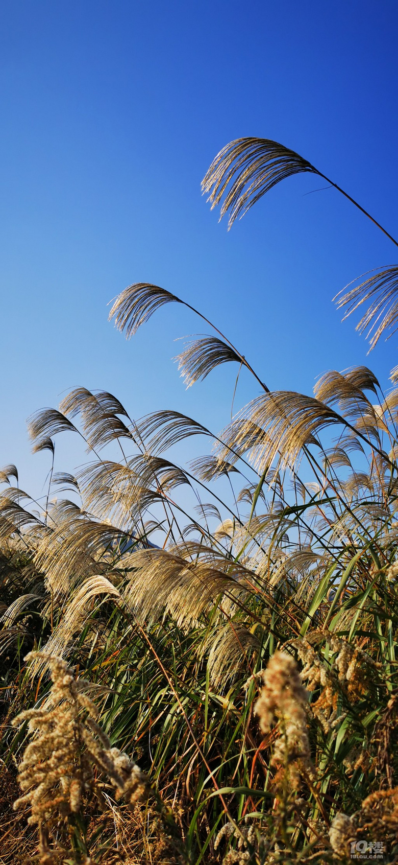 飞龙湖的芦花-摄影部落-台州19楼