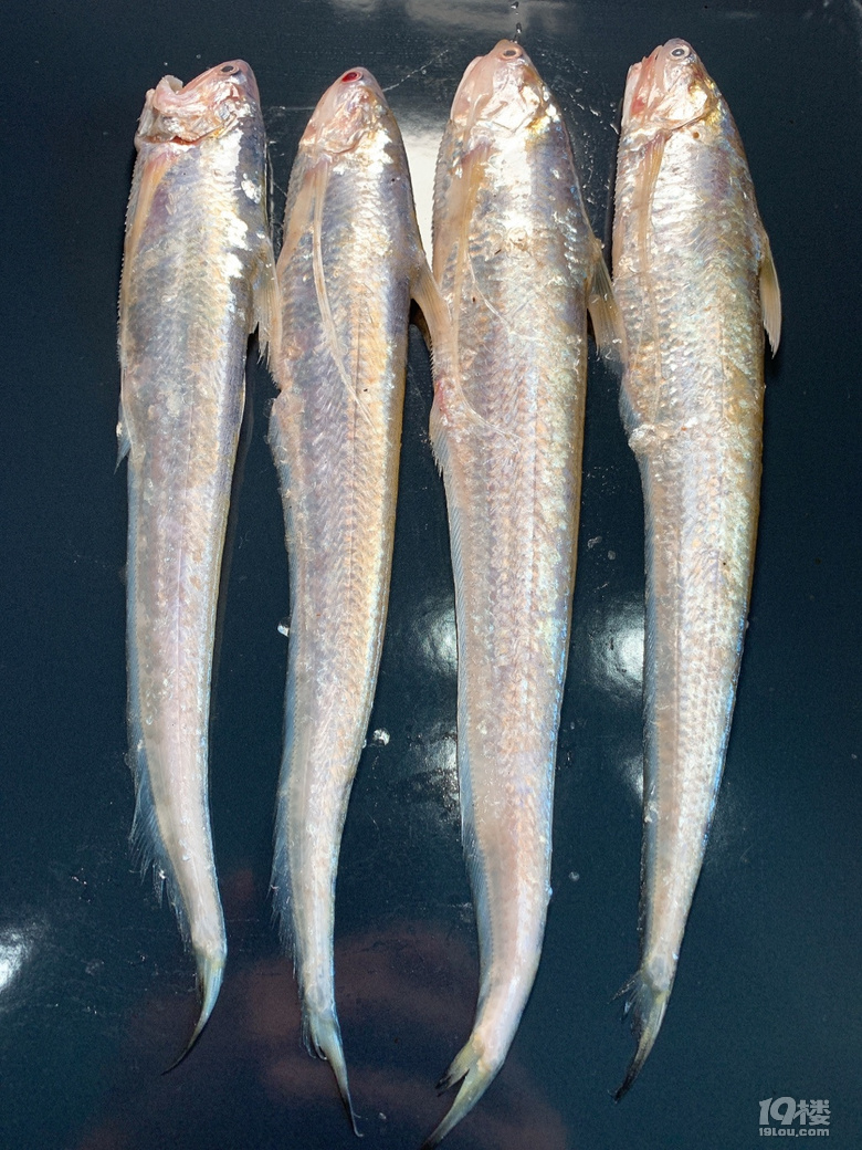 清蒸钱塘江刀鱼