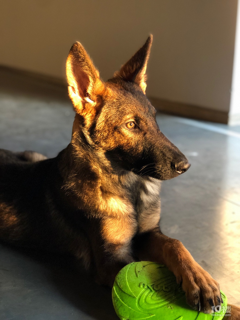 摄影2020爱犬飞虎