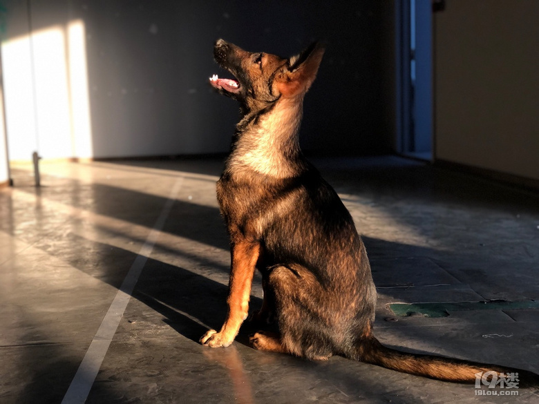 摄影2020爱犬飞虎
