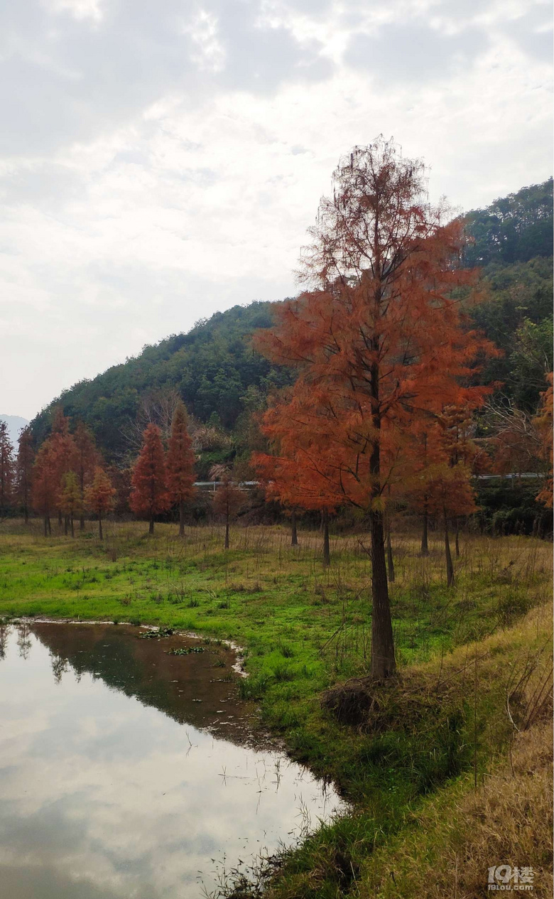 深秋在長潭水庫觀紅樹林