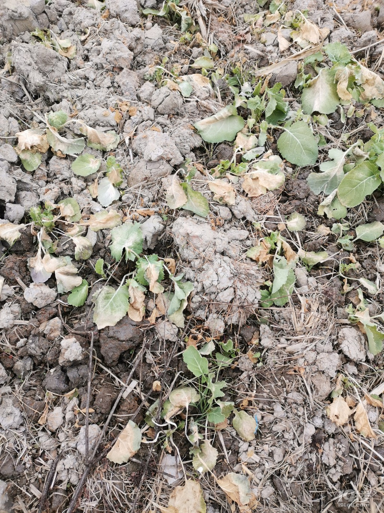 随手拍最近的冰冻天气使得油菜叶黄了文旦树叶卷了