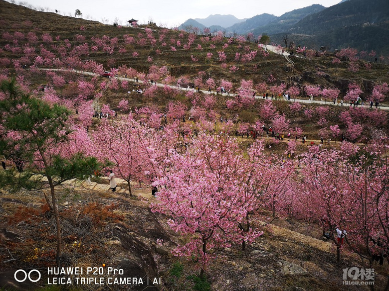 永嘉雁楠逸园樱花盛开