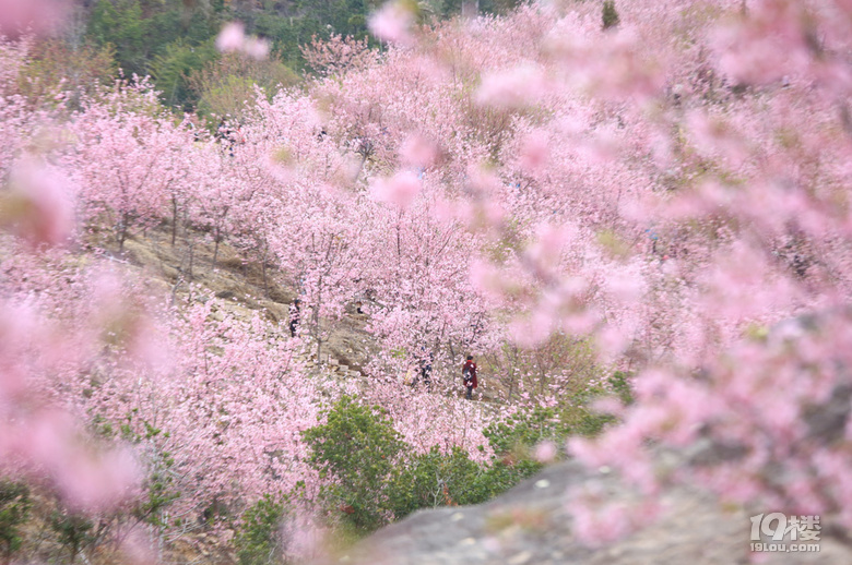 雁楠逸园樱花图片