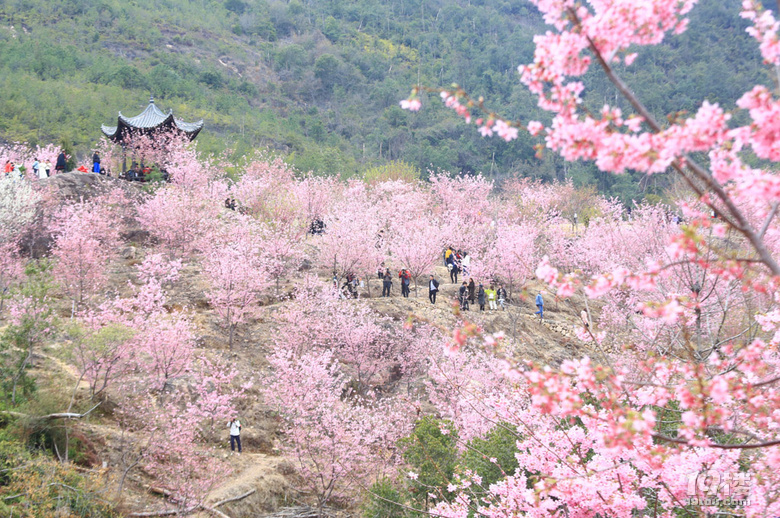 雁楠逸园樱花图片