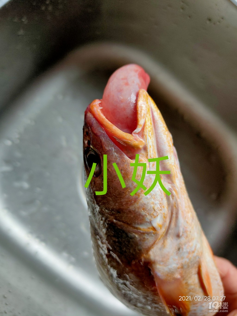 随手拍鱼也有大舌头啊