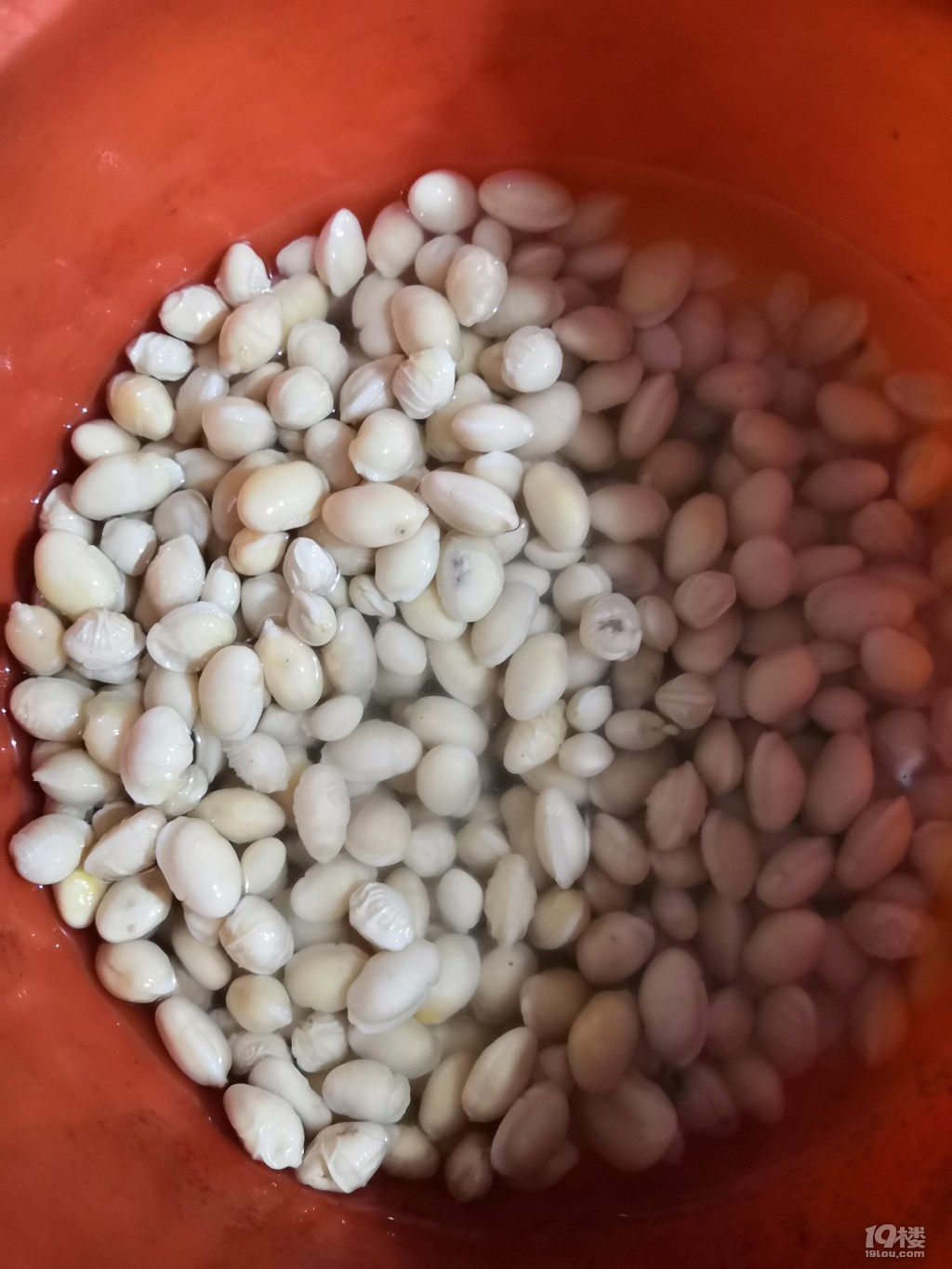 卖我的豆仁一半是"豆贼"