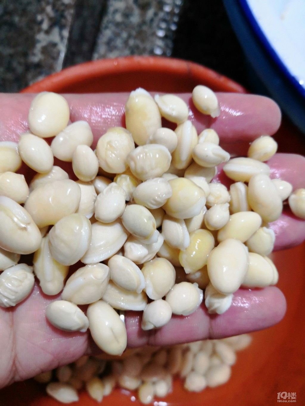 卖我的豆仁一半是"豆贼"