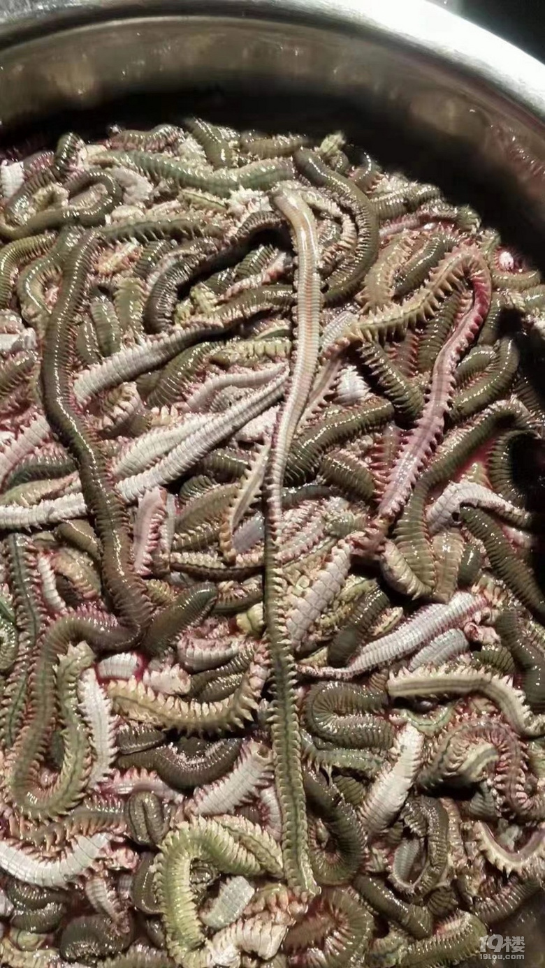 玉环海蜈蚣图片