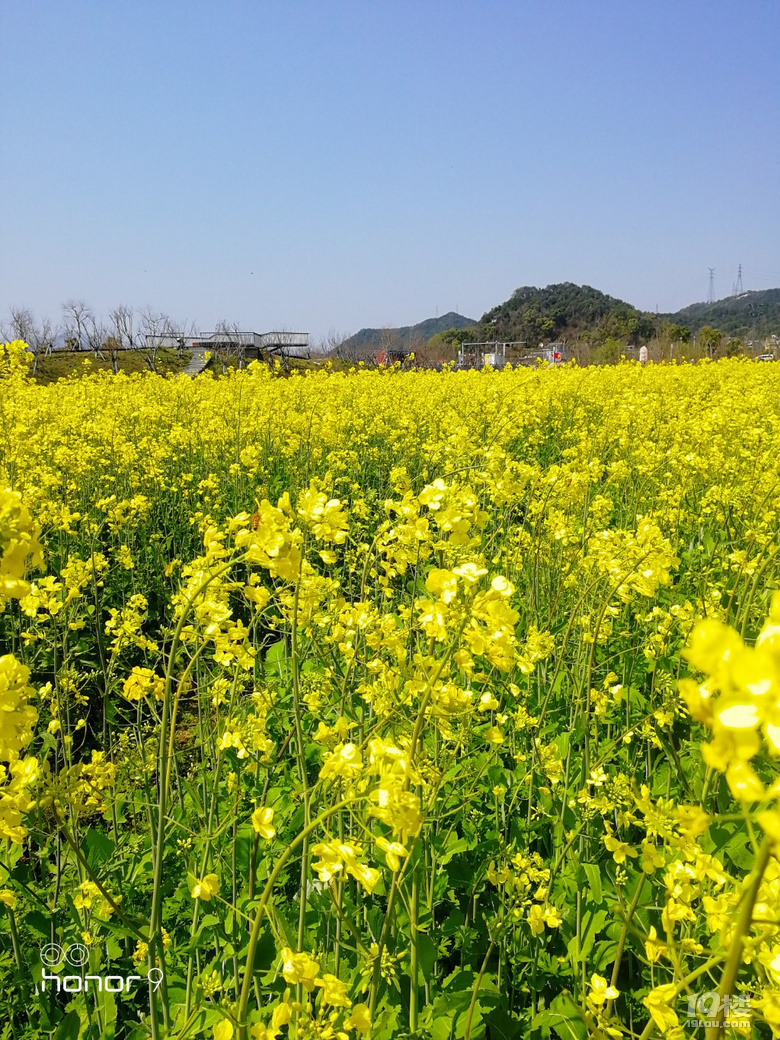 台州油菜花图片