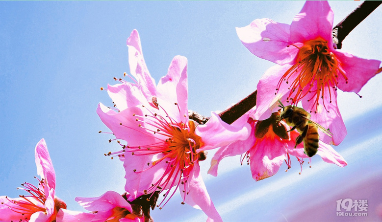 春风过后桃花妍